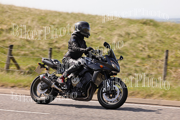 Steve (1729)