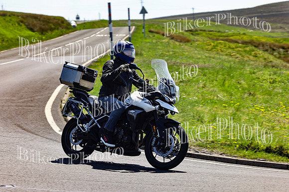Daves (79)