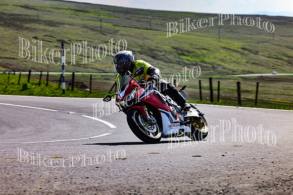 Daves (79)